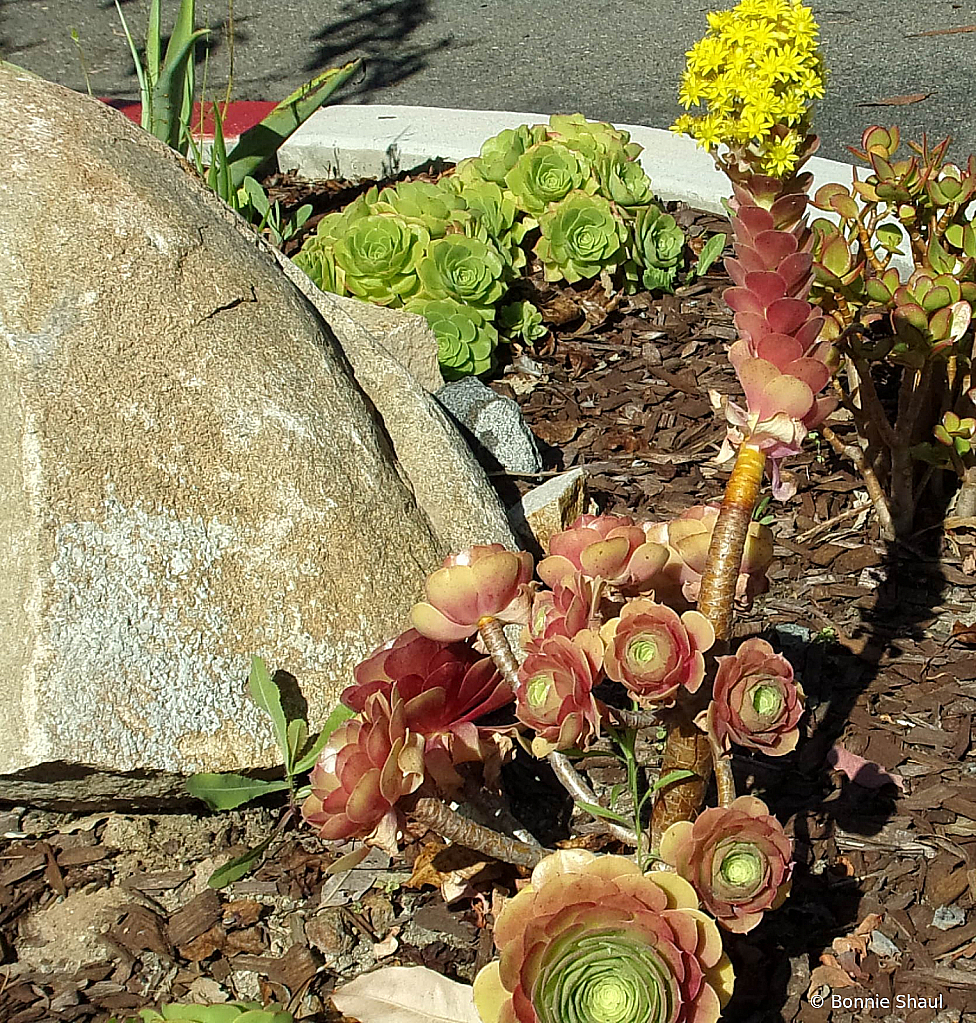 Colorful Cactus