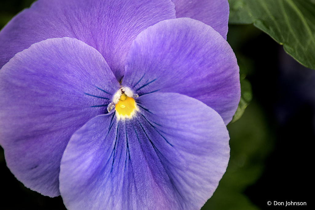 Early Spring Pansy 3-22-20 239