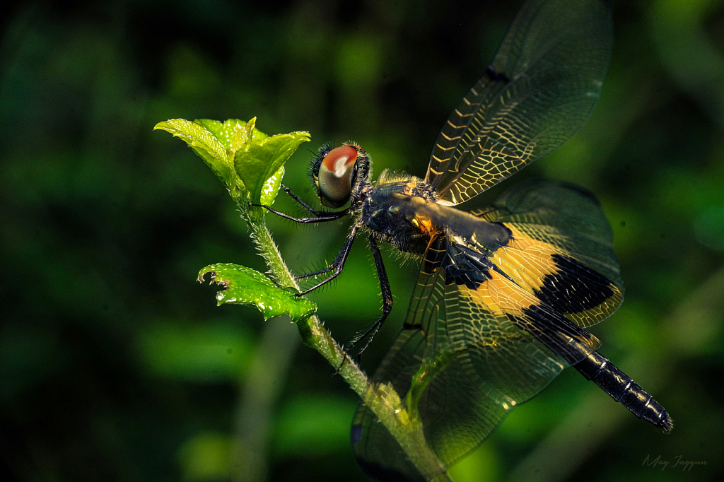 Dragonfly 