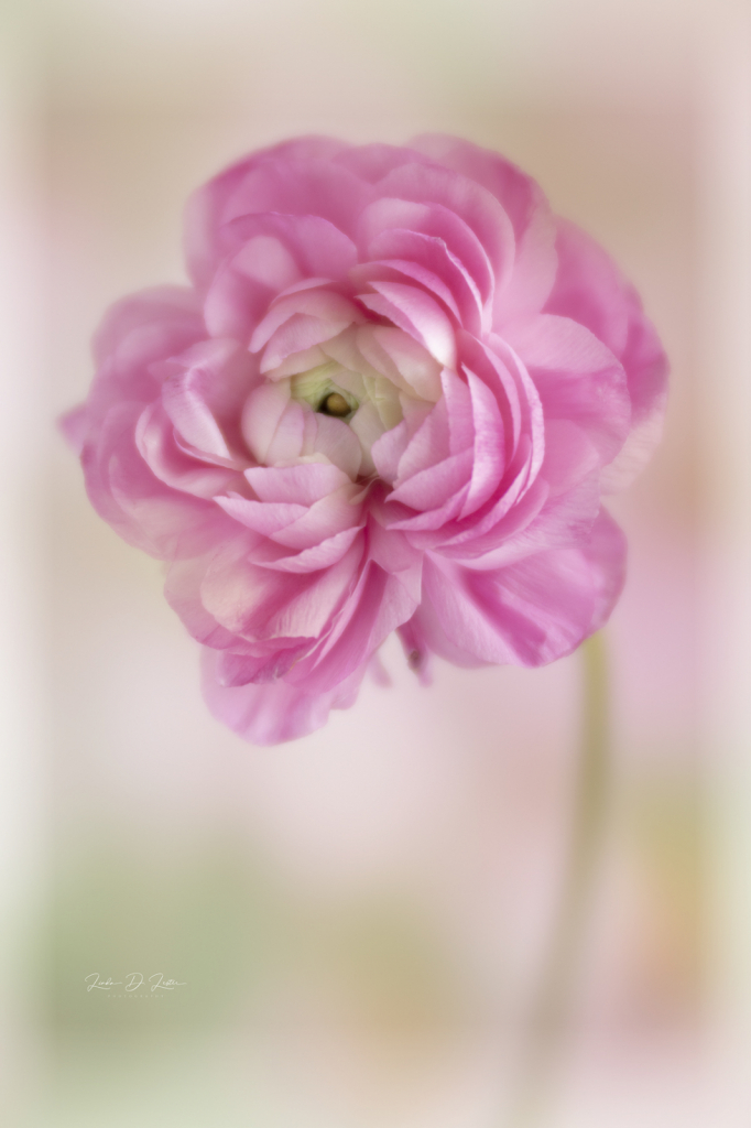 Ranunculus Posing