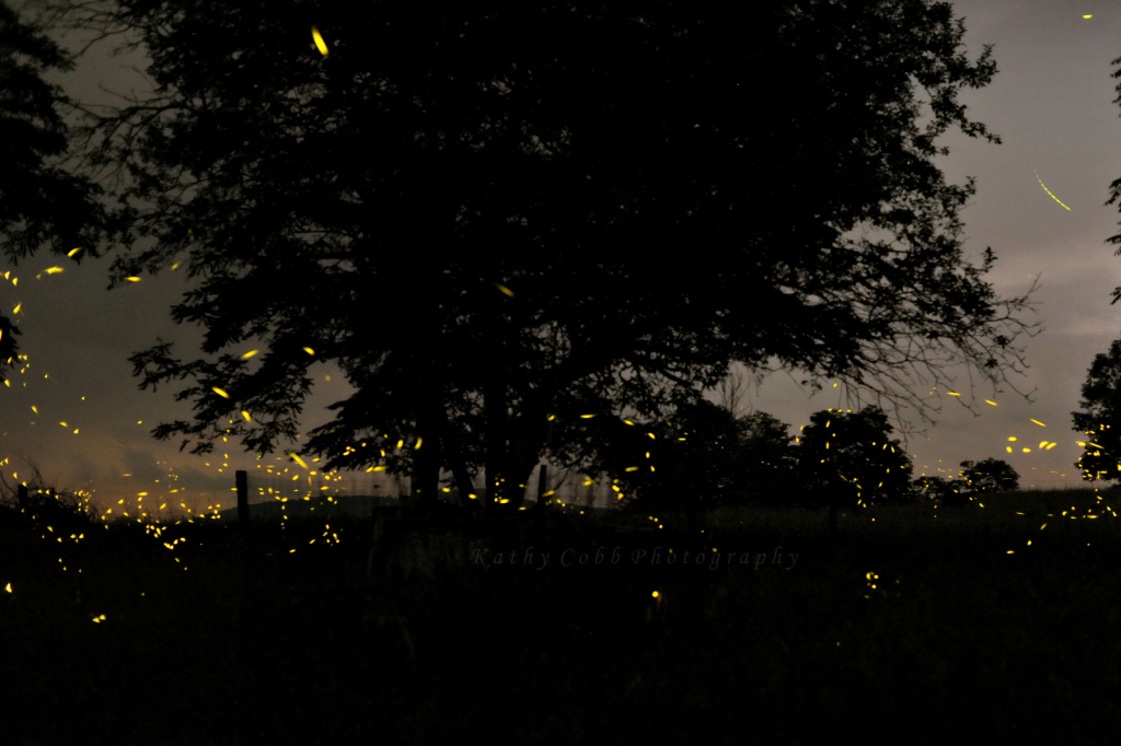 Fireflies 90wmlasoftlrp