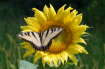 Sunflower with Bu...