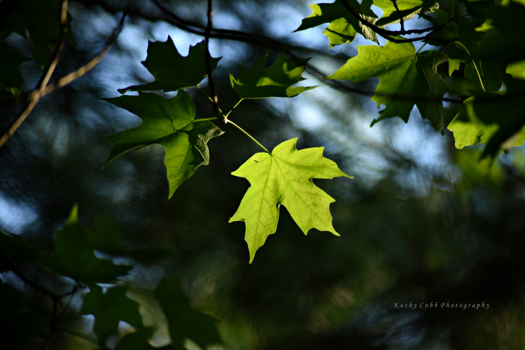 4m353wmLeafpkcstilllife