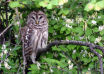 Barred Owl