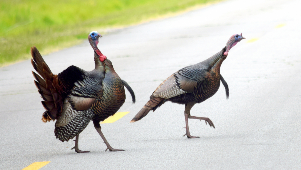 Mr. and Mrs. Turkey