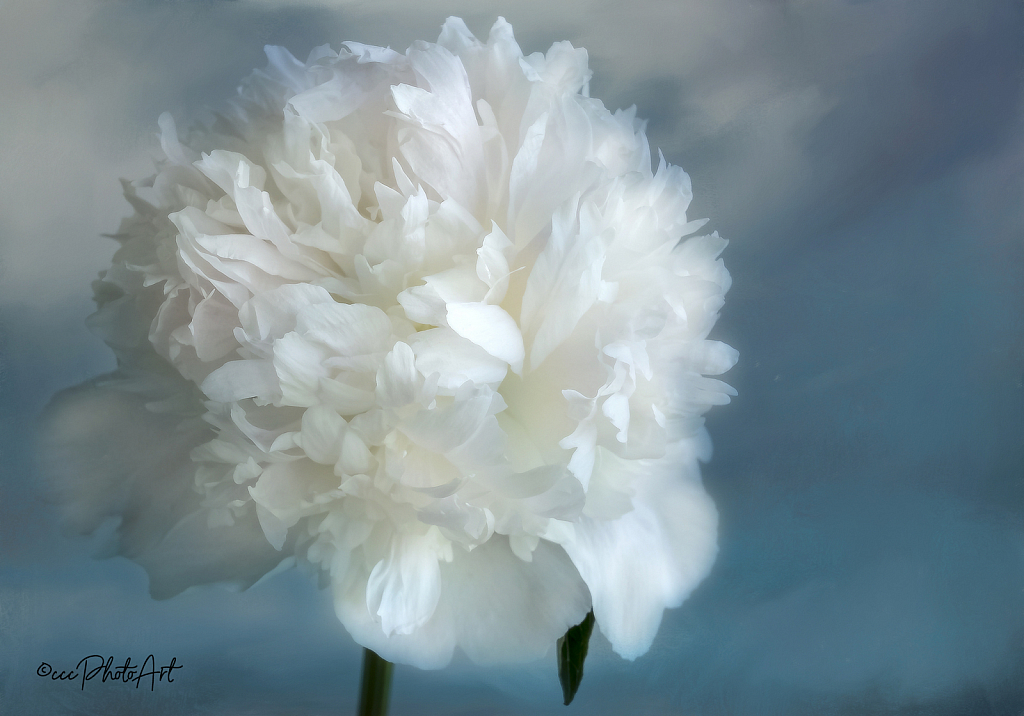 Peony Petals - ID: 15820288 © Candice C. Calhoun