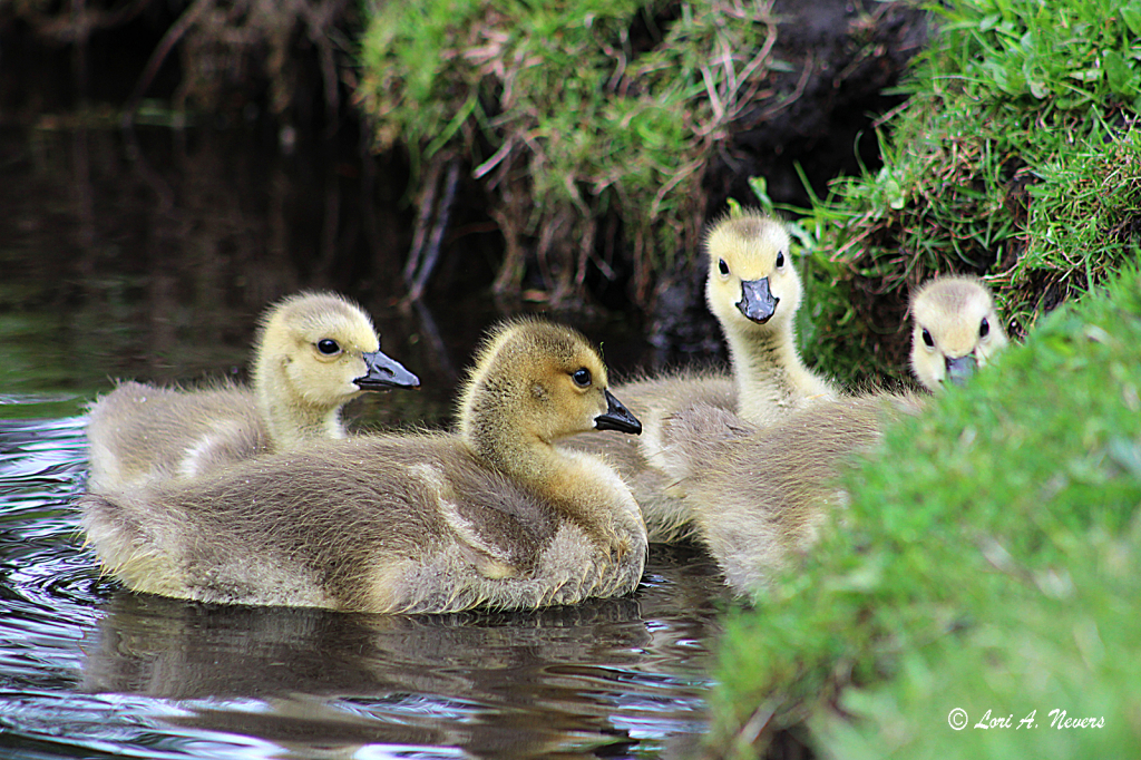 Goslings 4