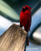 Florida Cardinal