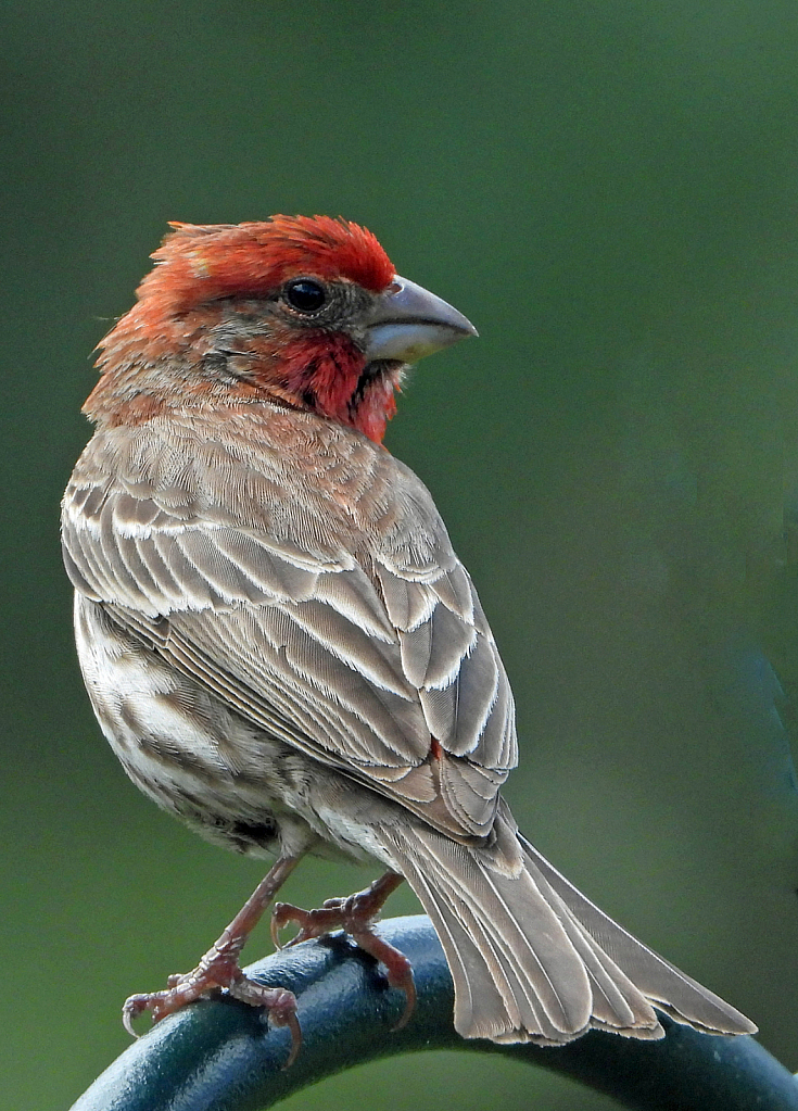 Male House Finch - ID: 15820326 © Janet Criswell