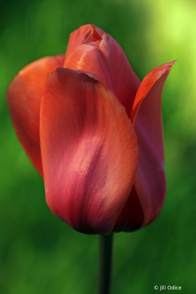 Tulip