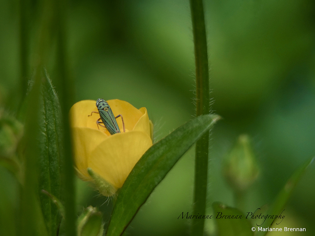 Blue-Green Leaf Hopper