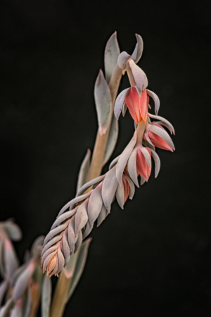 Echeveria