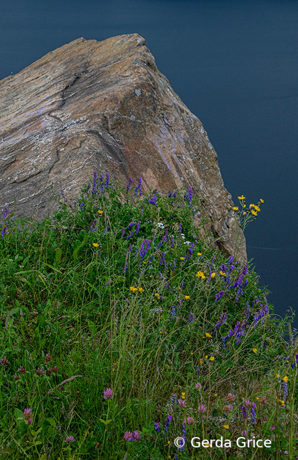 Wild Flowers at the Base of a Rock, NL,Canada