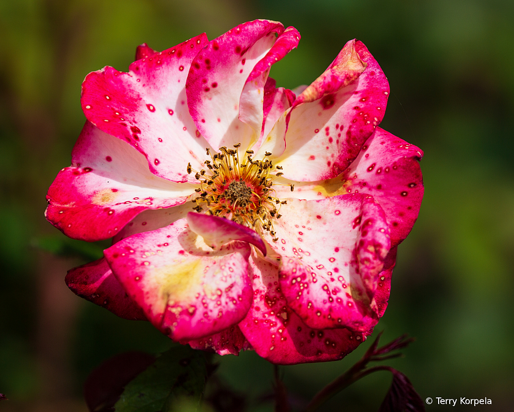 Aged Rose