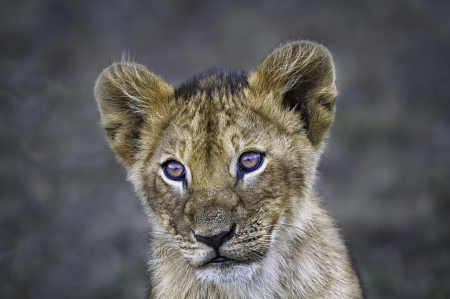 Lion Cub  0193