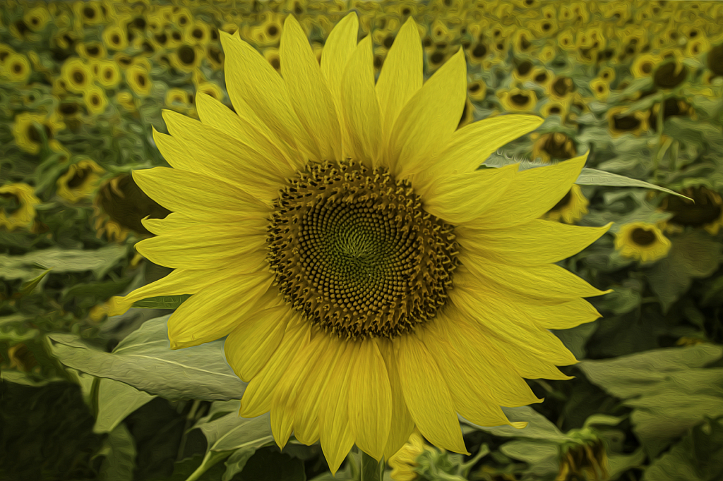 Sunflower4  2762