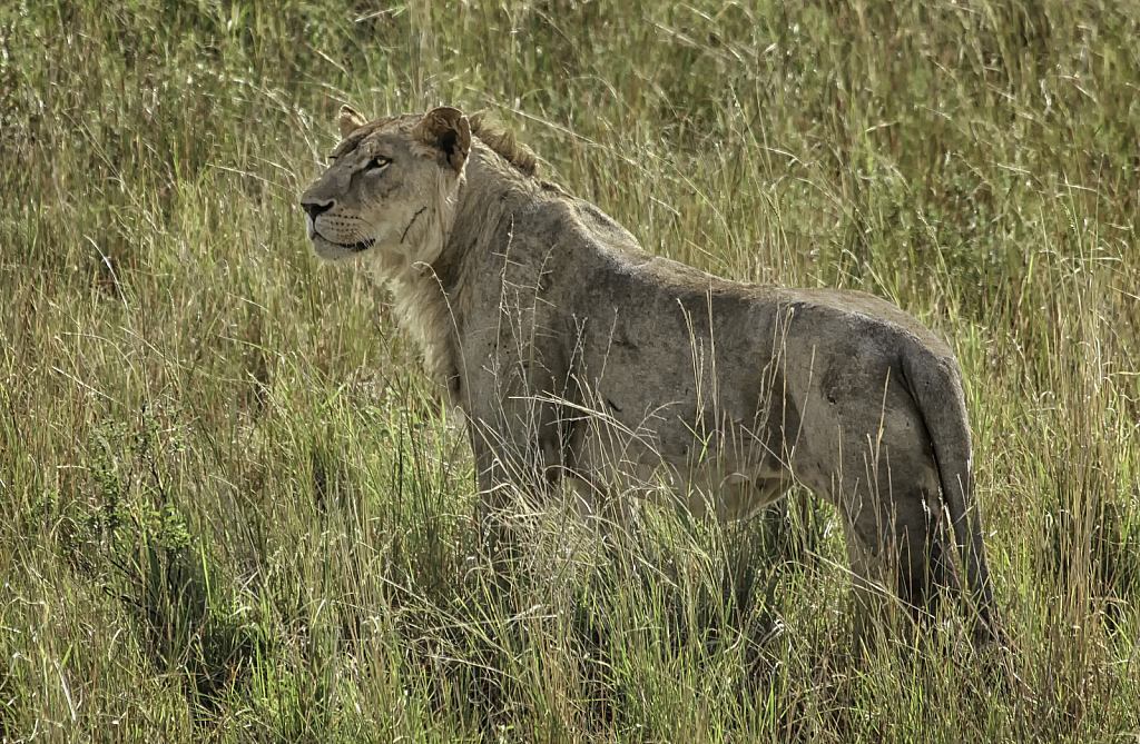 Lioness  2560