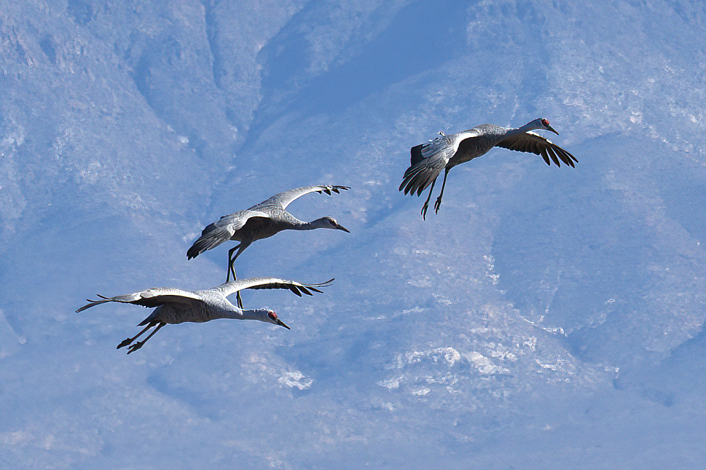 Sandhill Cranes On Final Approach - ID: 15820539 © William S. Briggs