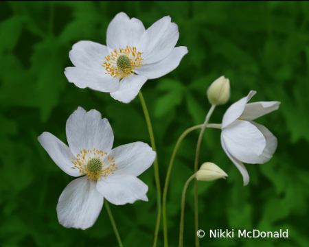 Anemone Canadensis - Trio with Buds
