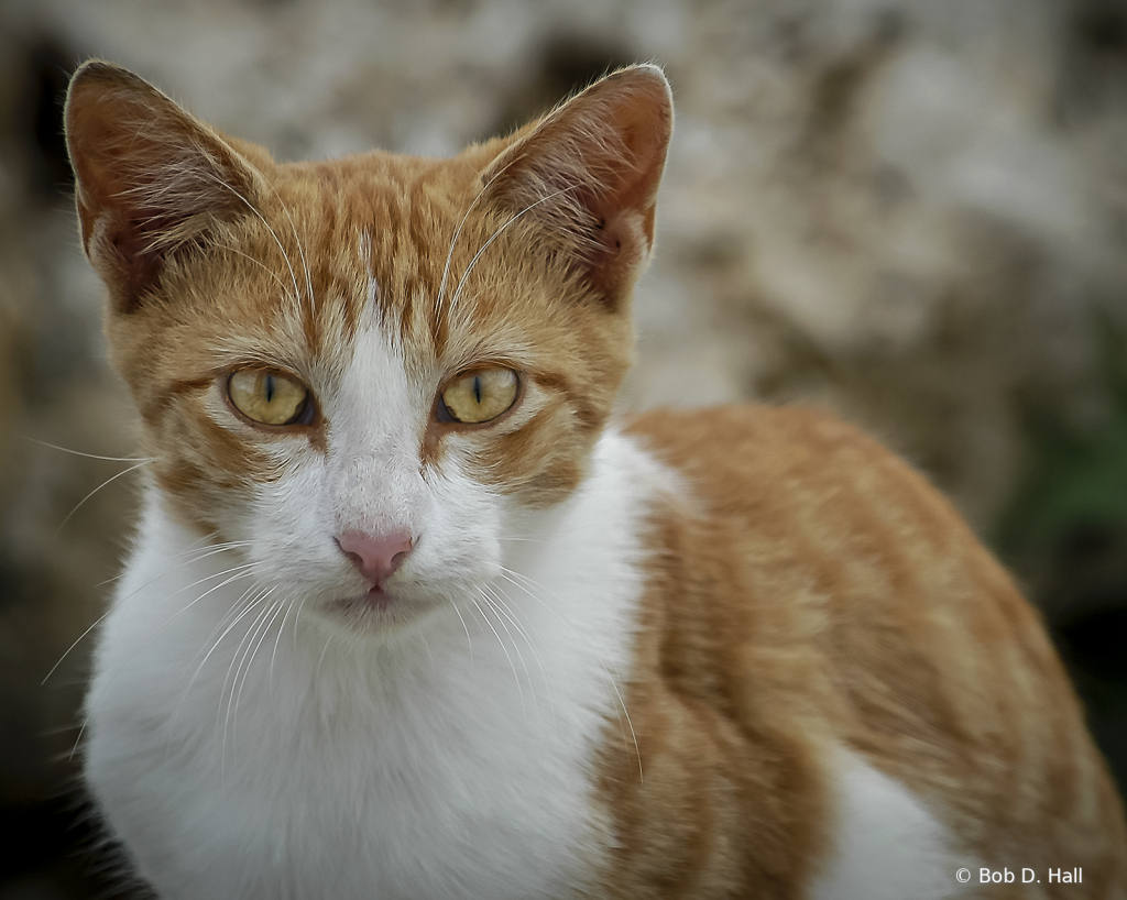 Redhead Tabby