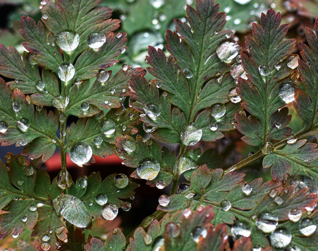 Rain Day Droplets