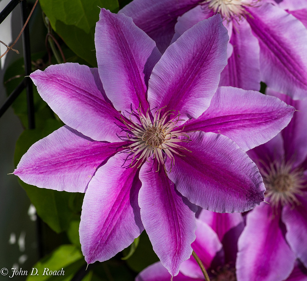 June's Nelly Moser Clematis - ID: 15820472 © John D. Roach