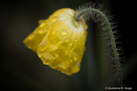 Poppy in the rain