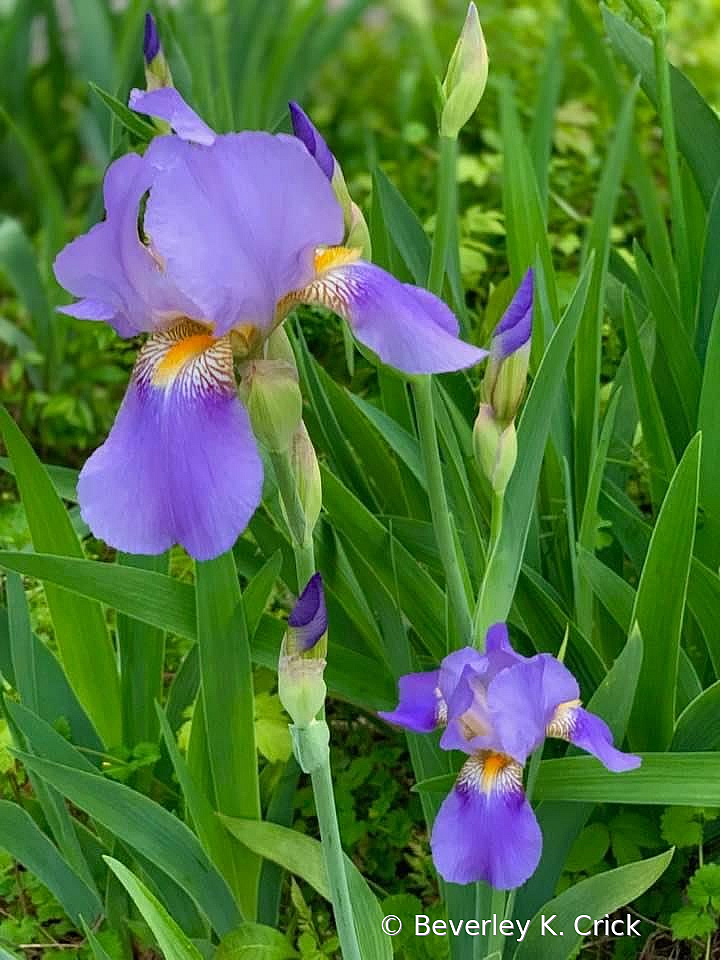 Purple Iris, the Tennessee state flower