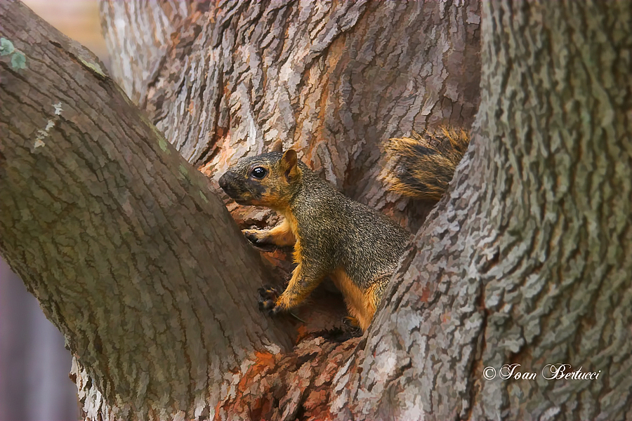 In A Tree