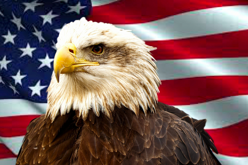 The Bald Eagle, America’s Bird