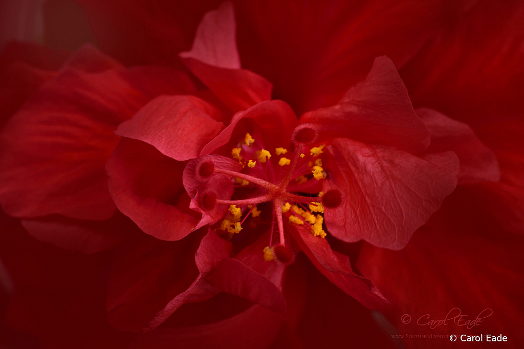 Hibiscus Red Dragon - ID: 15820508 © Carol Eade