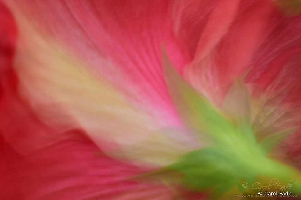 Watercolor Hibiscus - ID: 15820511 © Carol Eade