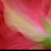 2Watercolor Hibiscus - ID: 15820511 © Carol Eade