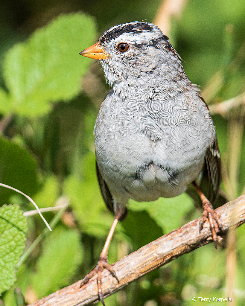 White-crowned Sparrow 