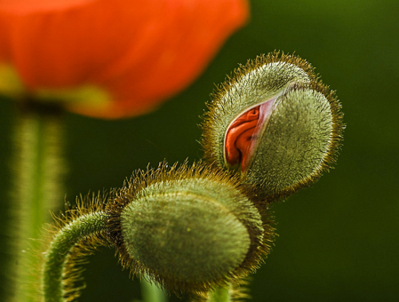 Stages of a Poppy