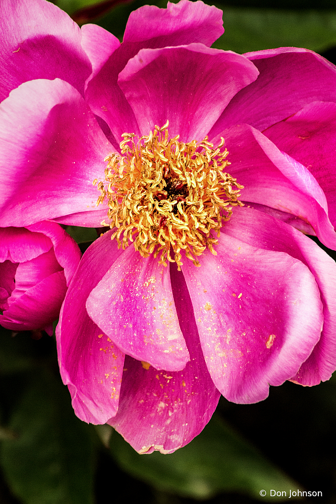 Macro Pink Peony 5-24-20 086