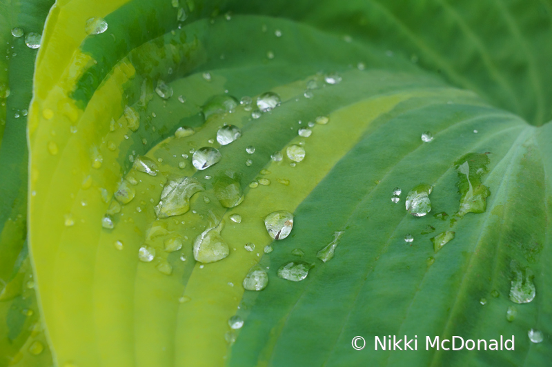 Rain on Hosta Leaf