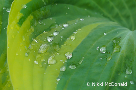 Rain on Hosta Leaf