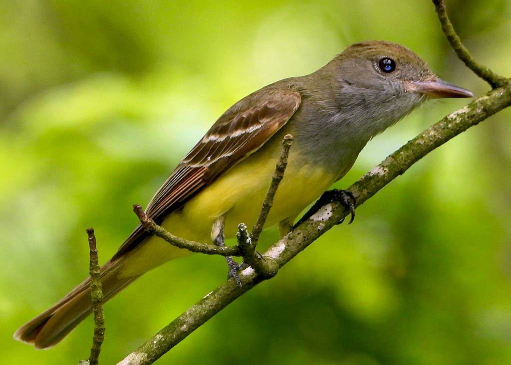 Great Crested Flycatcher - ID: 15820610 © Janet Criswell