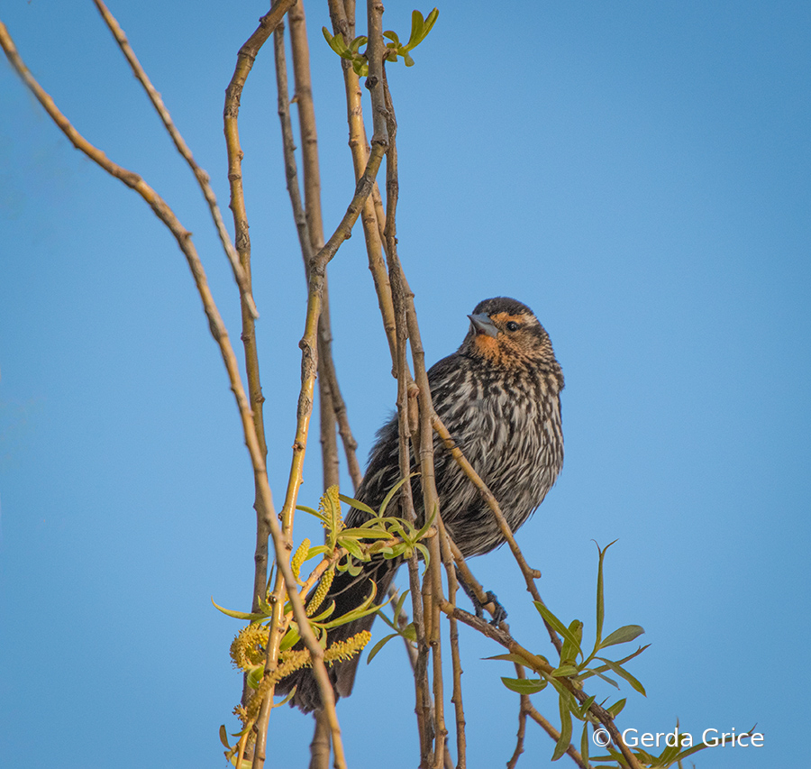 Female Red Wing Blackbird on Almost Bare Bush