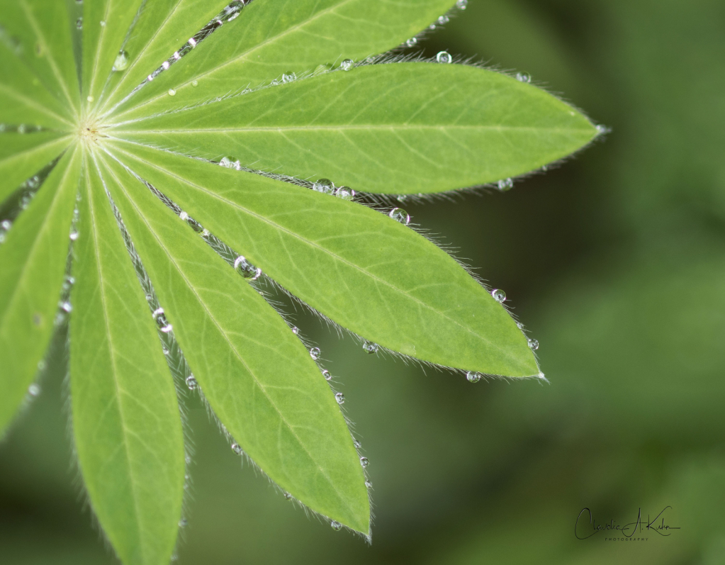 Drops of Rain