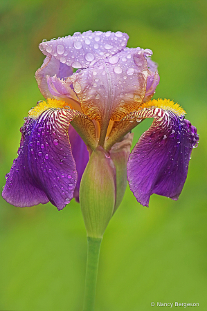 Raindrops on Iris