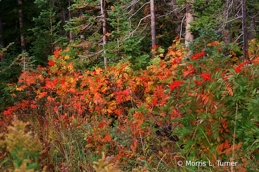 Idaho fall colors