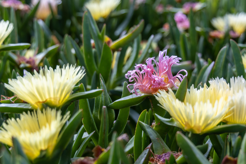 Wild Iceplant