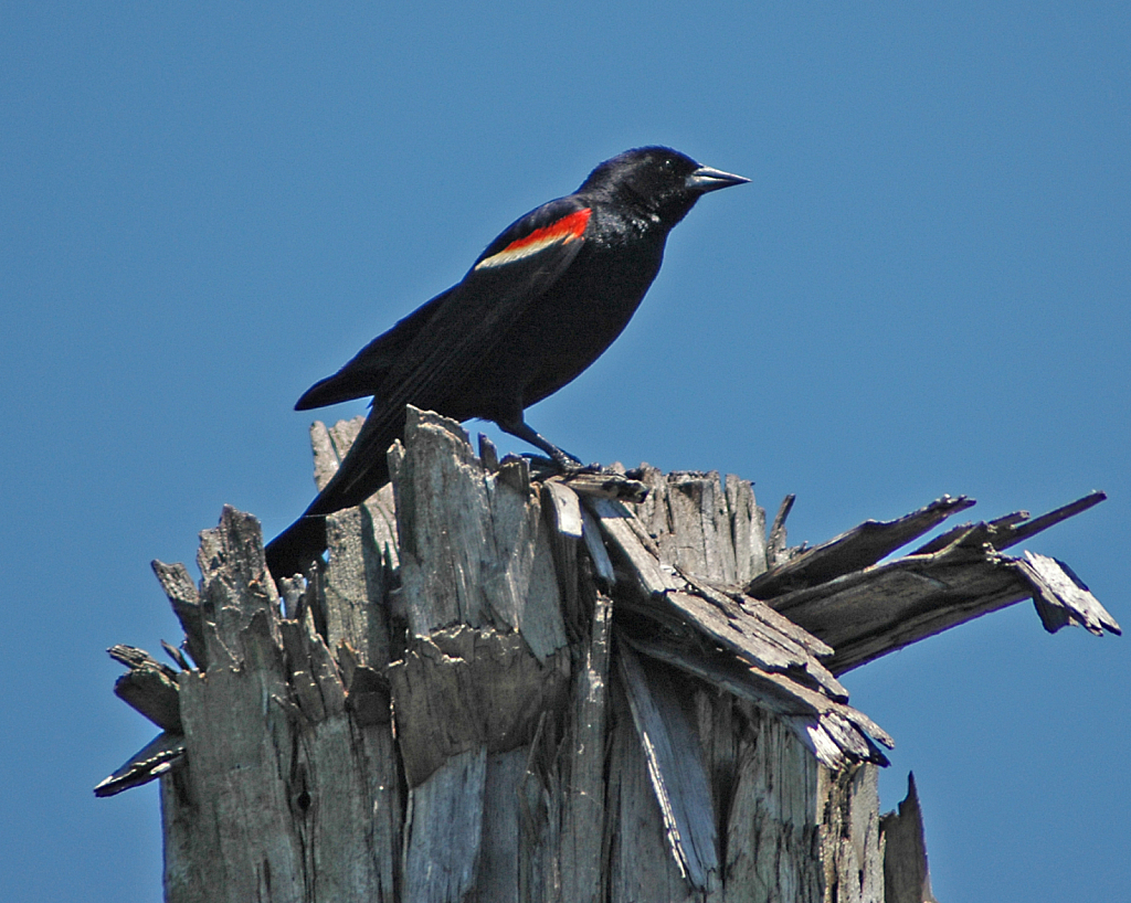 Red-winged Blackbird - ID: 15820942 © William S. Briggs