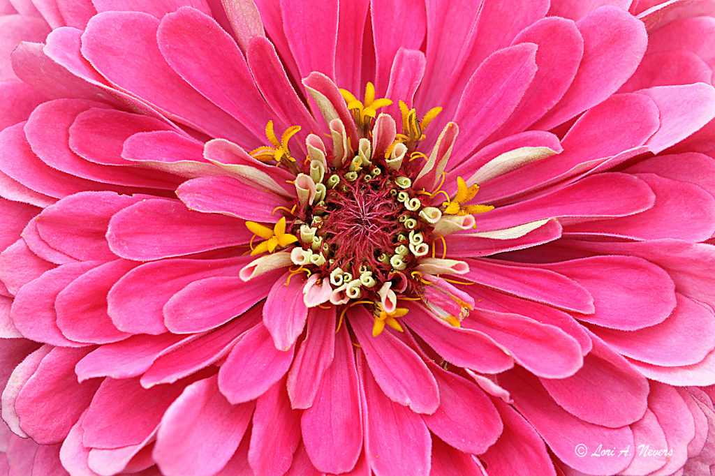 Pink Zinnia 10