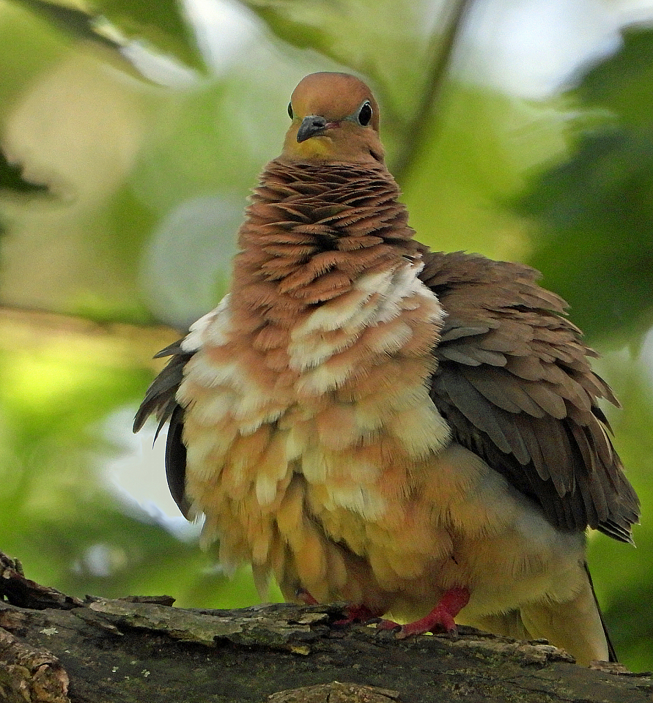 All Puffed Up