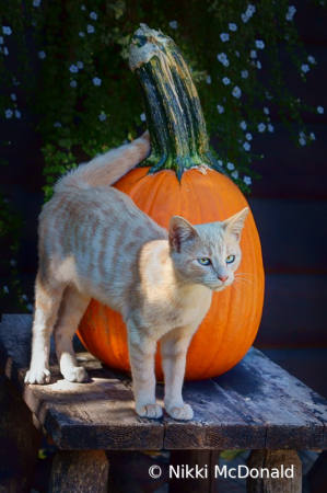 October Kitten #1
