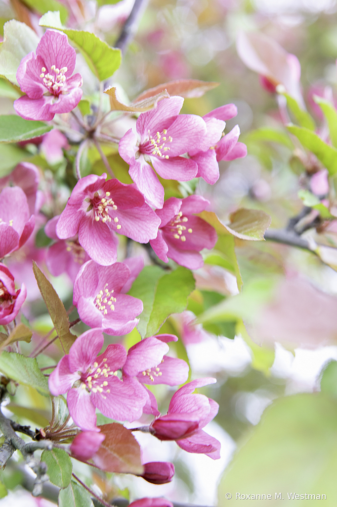 Apple blossoms in spring - ID: 15820890 © Roxanne M. Westman