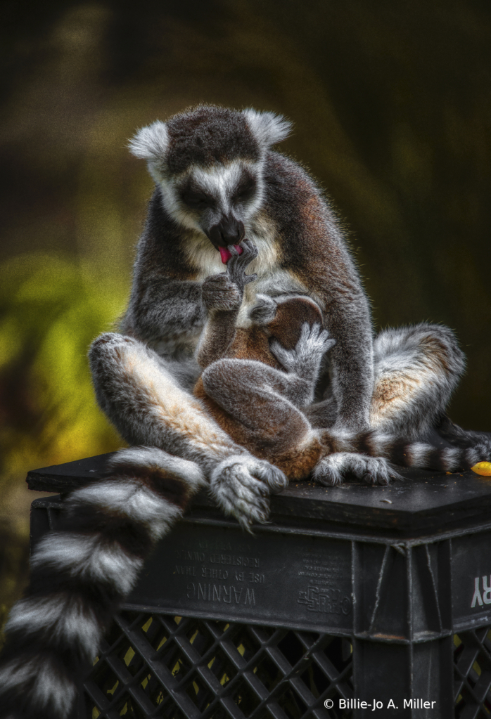 Lemur Baby Bath